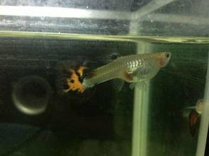 熊猫鱼生小鱼视频,一场趣味横生的水下互动