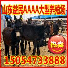 乌头驴视频,揭秘古老农耕文化的传承者