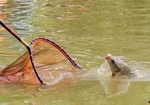 练鱼加的动作视频,动感十足，健身新潮流