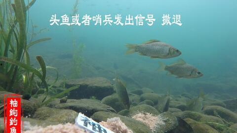 真实捕鱼视频,惊险瞬间与丰收喜悦